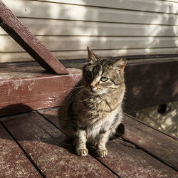 High angle view of cat sitting on wood