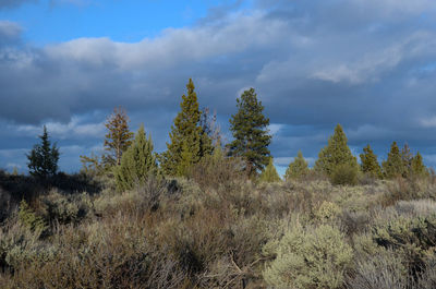 Trees on field against sky