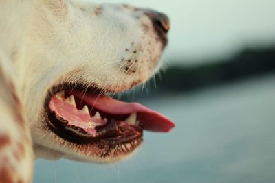 Close-up of dog