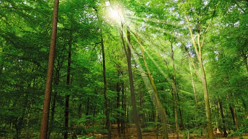 Low angle view of trees in forest