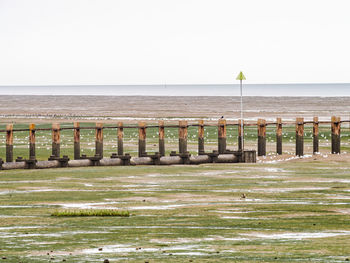 Wooden breakwater along the beach at shoeburyness at low tide with seaweed on the sand