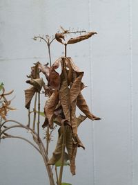 Close-up of wilted plant against wall