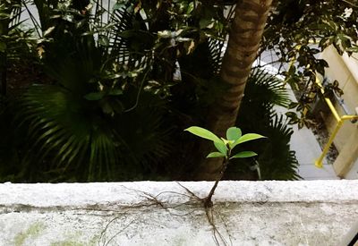 Close-up of fresh green plant