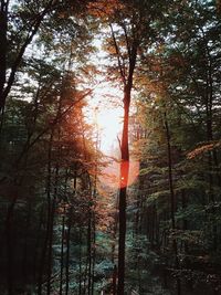 Trees in forest during sunset