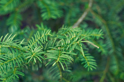 Taxus baccata green twig texture. berry yew plant texture background.