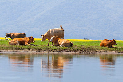 Cows in a lake