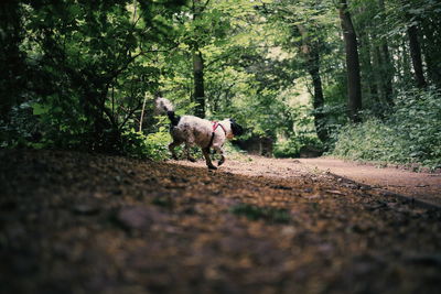 Dog walking on road in forest