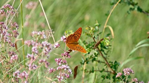 Butterfly on flower