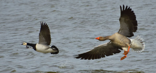 Ducks swimming in lake