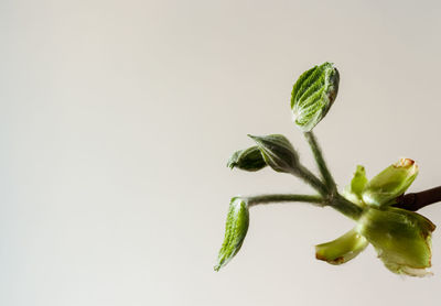 Close-up of plant against white background