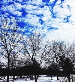 Bare trees on snow covered landscape