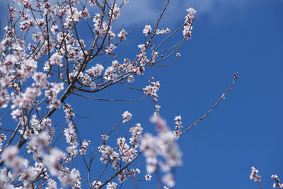 Low angle view of cherry blossom against blue sky