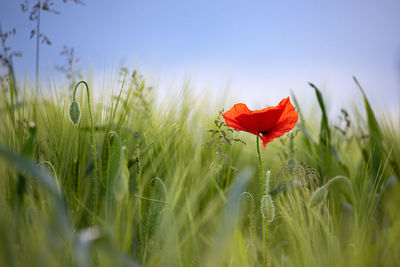 Close-up of red poppy flower on field