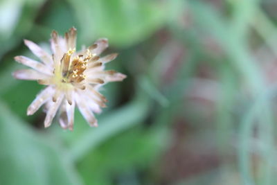 Close-up of pink flower