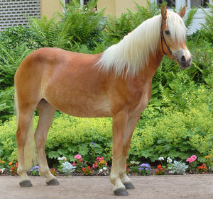 Side view of horse standing against plants