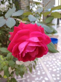 Close-up of pink flower blooming outdoors