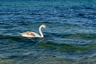 Swan swimming in sea