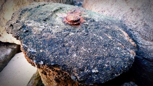 High angle view of insect on rock