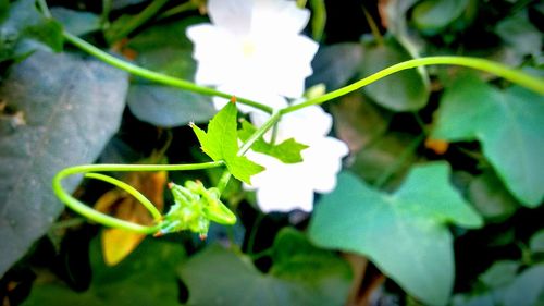 Close-up of insect on plant