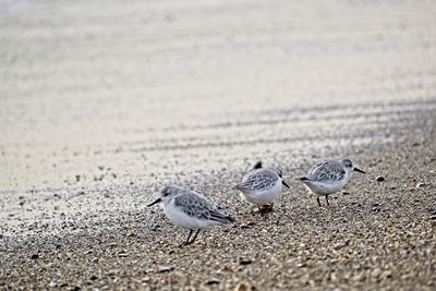 View of birds on beach