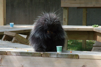 Porcupine on a board