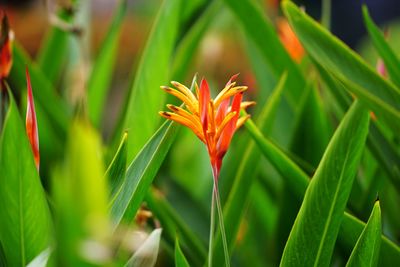 Close-up of orange flower on plant