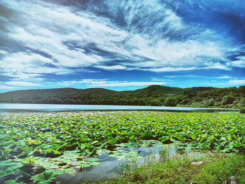 Plants growing on field by lake against sky