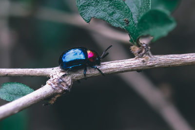 Close-up of insect on leaf against blurred background