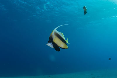 Fish swimming in sea