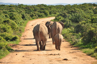 Elephant walking in a forest