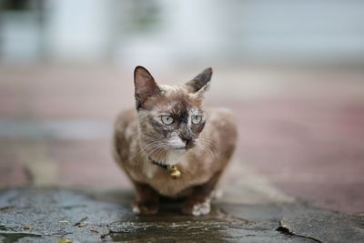 Portrait of cat on footpath