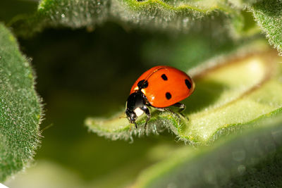 Close-up of ladybug on leaf