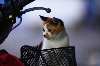 Close-up of cat looking away in basket