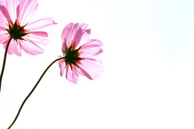 Close-up of pink flowers