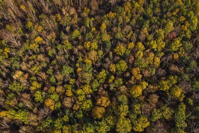 Full frame shot of tree