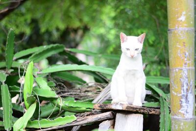 Portrait of a cat