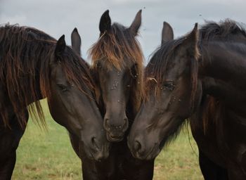 Horses standing in a field