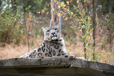 Cat looking away