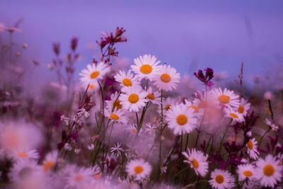 Close-up of flowering plants on field