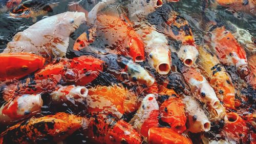 High angle view of koi carps swimming in pond