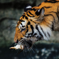 Close-up of a cat looking away