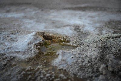 Close-up of crocodile in the sea