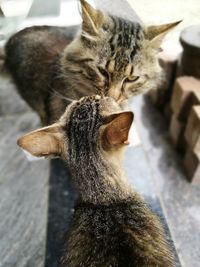 High angle view of stray cats on footpath