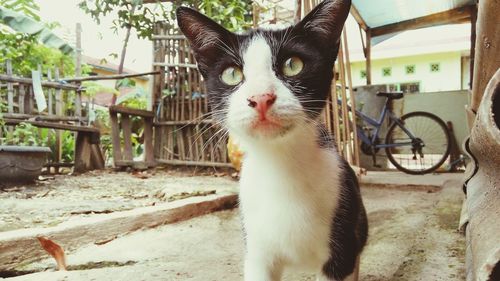 Close-up of cat in yard