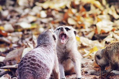 View of two cats on field