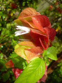 Close-up of red flowers