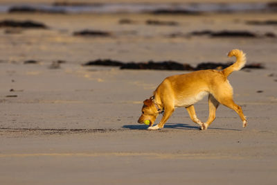 Side view of dog running on beach