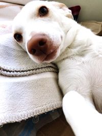 Close-up portrait of white dog relaxing at home