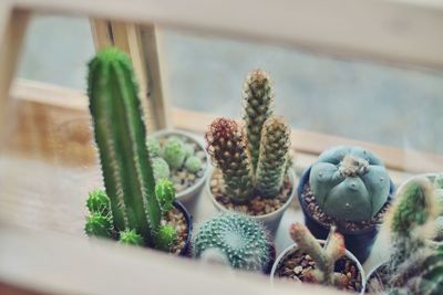 Close-up of succulent plant