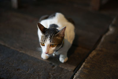 High angle view of cat looking away